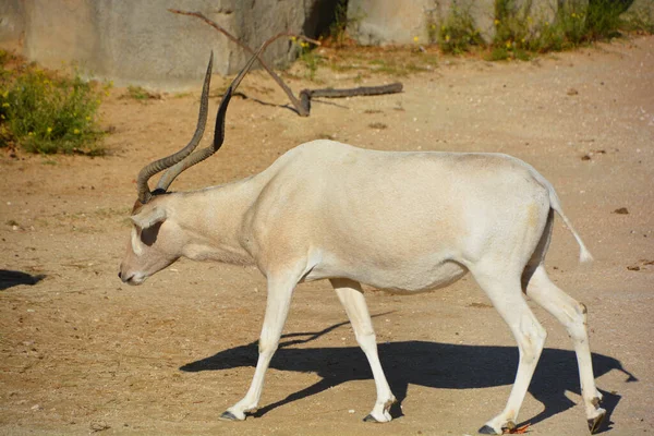Scimitar Oryx Nebo Scimitar Rohatý Oryx Nebo Sahara Oryx Druh — Stock fotografie