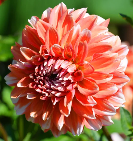 Dahlia, Meksika, Orta Amerika ve Kolombiya 'da yetişen tüylü, veremli ve uzun ömürlü bir bitki cinsidir. En az 36 tür yıldız çiçeği vardır, bazıları D-emperyali gibi, 10 metre uzunluğunda..