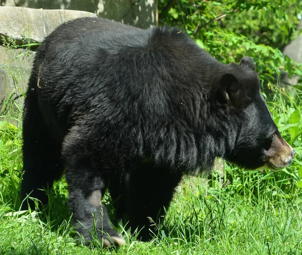 Urso Selvagem Floresta — Fotografia de Stock