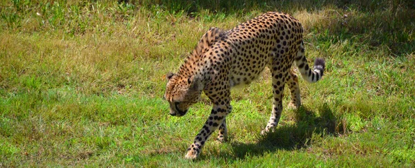 Cheetah Felino Gran Tamaño Que Habita Mayor Parte África Parte — Foto de Stock