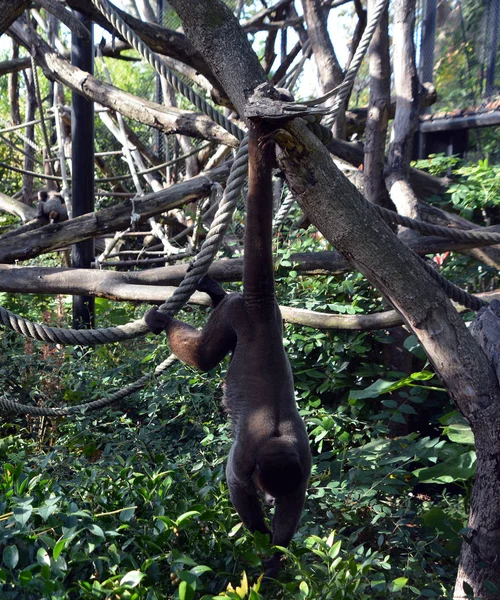 Macaco Selvagem Árvore Jardim Zoológico — Fotografia de Stock
