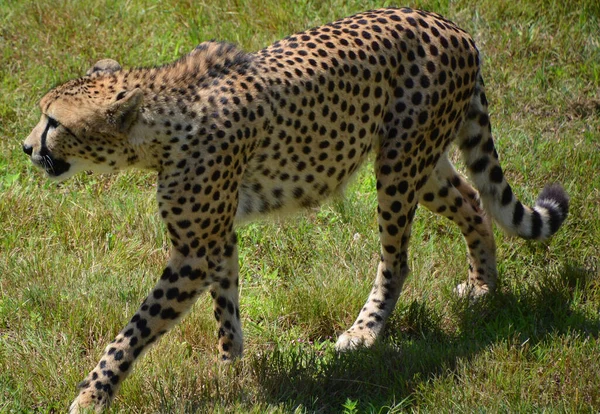 Çita Afrika Nın Büyük Bir Kısmında Orta Doğu Nun Bir — Stok fotoğraf