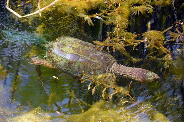 Schildkröte Schwimmt Tagsüber Wasser — Stockfoto