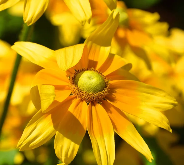 Lindas Flores Amarelas Jardim — Fotografia de Stock