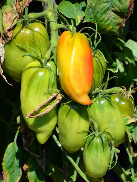 Frische Grüne Äpfel Garten — Stockfoto