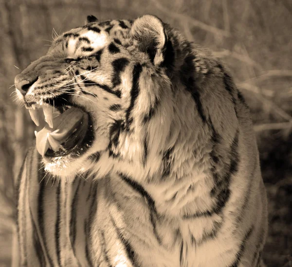 Τίγρης Panthera Tigris Είναι Μεγαλύτερο Είδος Γάτας Είναι Τρίτο Μεγαλύτερο — Φωτογραφία Αρχείου