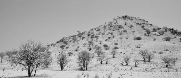 Austrália Velho Deserto Árvore Morta — Fotografia de Stock