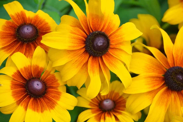 Kukka Keltaisen Punaisen Kukan Tausta — kuvapankkivalokuva