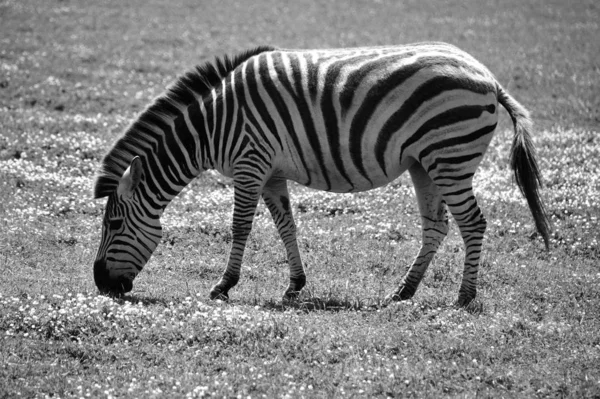 Zebra Groene Weide Overdag — Stockfoto