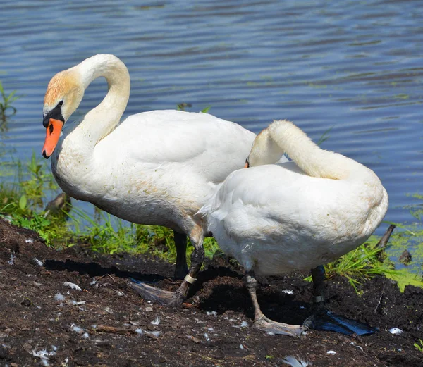 Dois Cisne Branco Lagoa — Fotografia de Stock