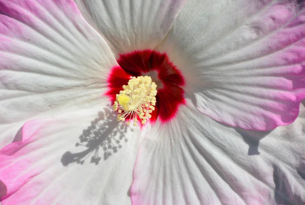 Nahaufnahme Einer Gerbera Blume — Stockfoto
