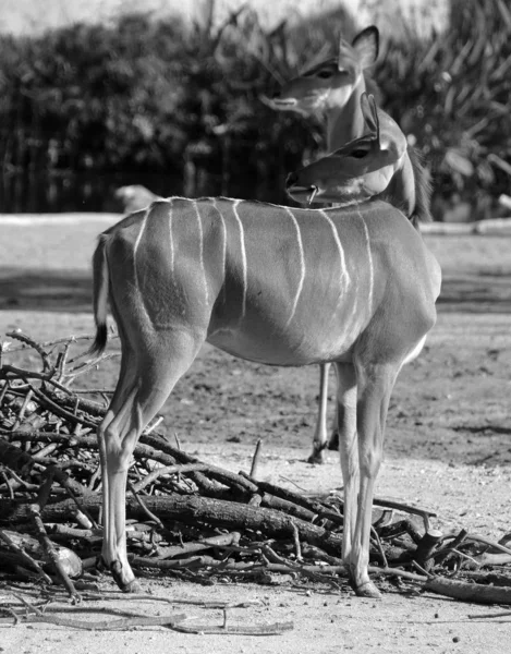 Antelope Kudu Zoológico Durante Dia — Fotografia de Stock
