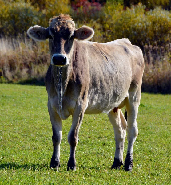 奶牛在阳光灿烂的草地上吃草 — 图库照片