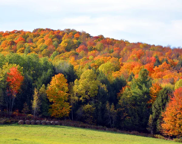 Hermoso Paisaje Montaña Otoño Con Árboles Coloridos —  Fotos de Stock