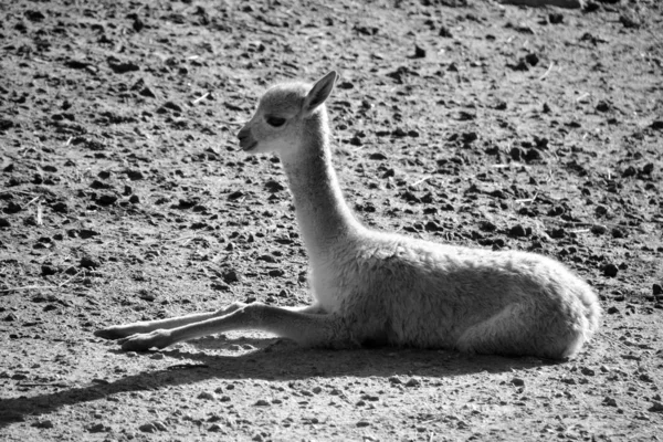 Llama Zoo Nelle Giornate Sole — Foto Stock