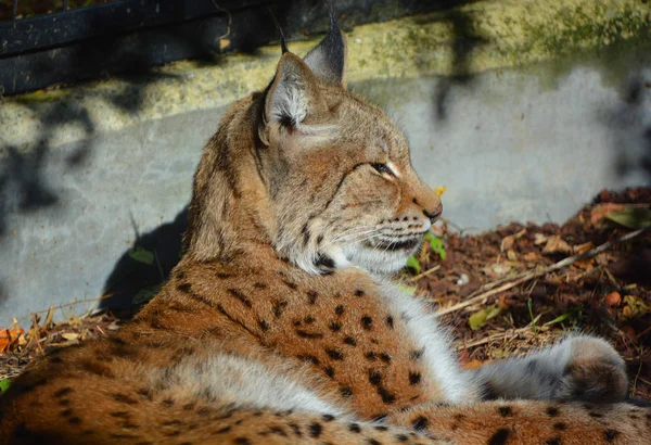 Retrato Lince Bosque —  Fotos de Stock