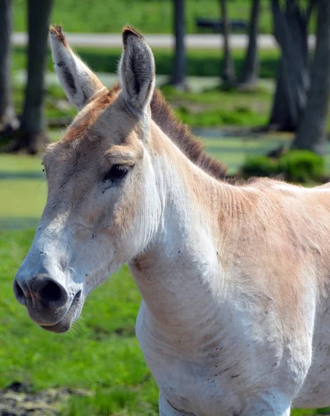 Onager Equus Hemionus Also Known Hemione Asiatic Wild Ass Species — Photo
