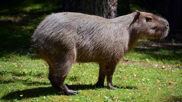 小白鼠是世界上最大的啮齿动物 牠们也被称为Chiguire 是水仙草属的成员 其中唯一的其他现存成员是较小的Capybara — 图库照片