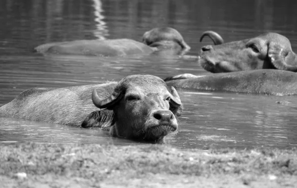 Buffle Eau Buffle Eau Asiatique Domestique Dans Eau — Photo