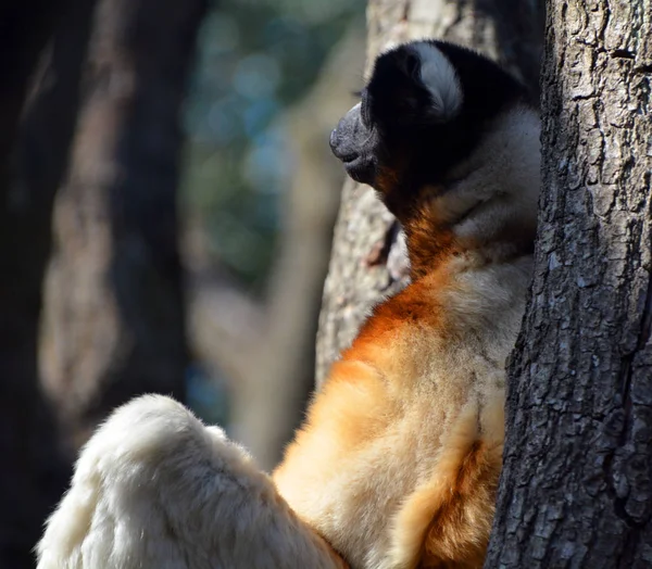 Lemur Mongoose Mongoz Eulemur Primata Pequeno Nativo Madagascar Das Ilhas — Fotografia de Stock