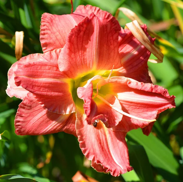 Avispas Malvaviscos Flores — Foto de Stock