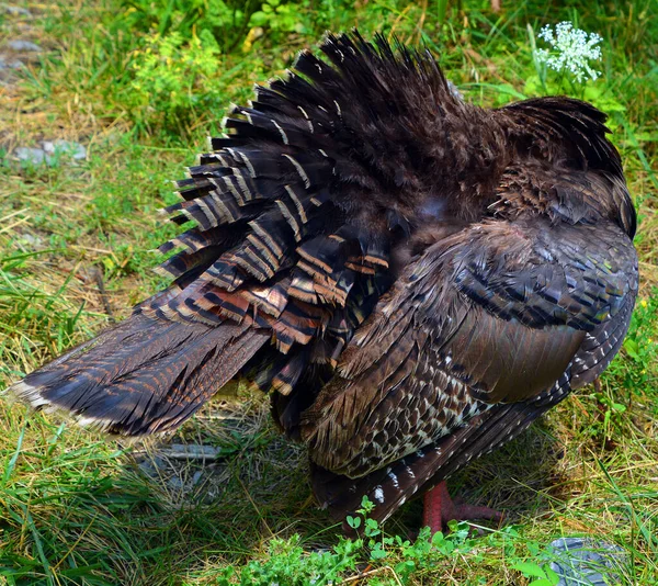 Der Alte Adler Zoo — Stockfoto