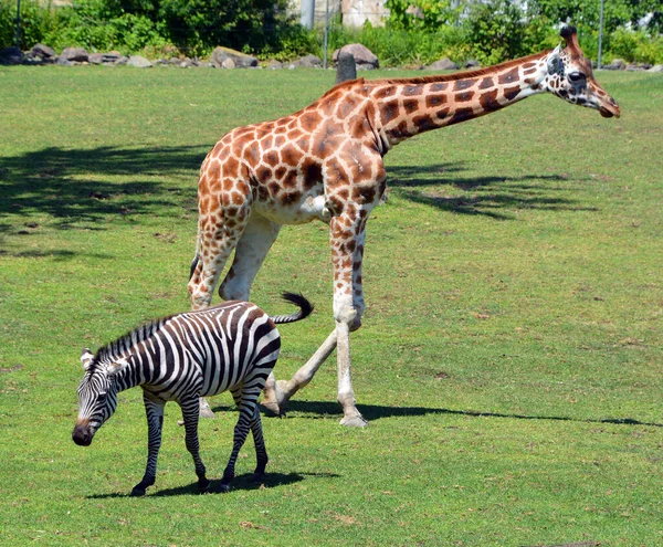 Zèbre Girafe Dans Zoo — Photo