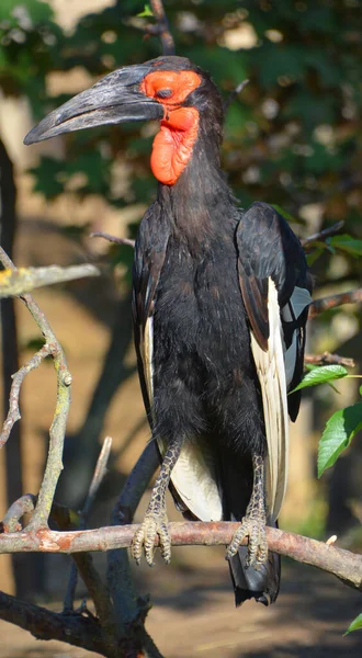 Южный Земляной Рогоклюв Bucorvus Leadbeateri — стоковое фото