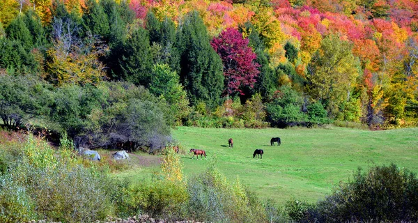 Hermoso Paisaje Montaña Utumn — Foto de Stock