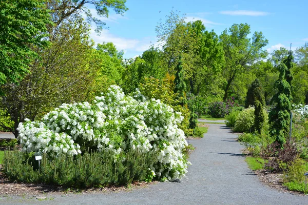 Green Trees Park — Stock Photo, Image