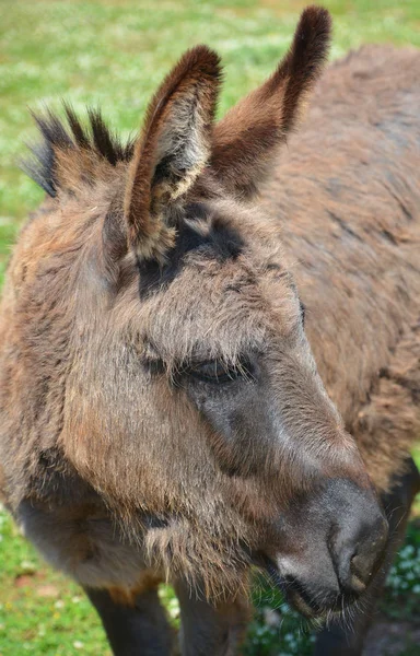 Primer Plano Burro — Foto de Stock