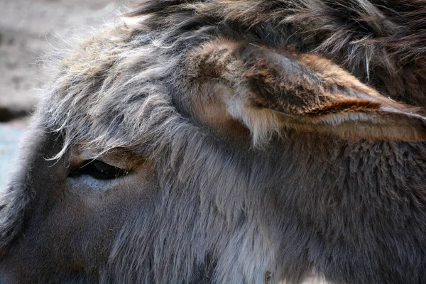 close-up of a donkey face