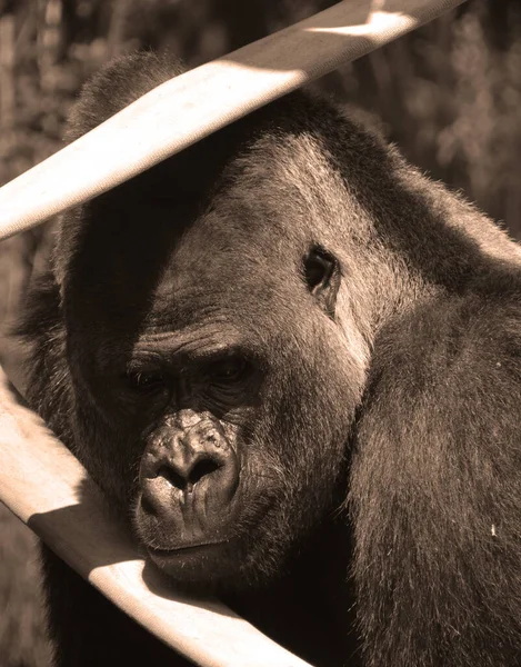 Silvergorillor Marklevande Främst Växtätande Apor Som Bebor Skogarna Centralafrika Gorillornas — Stockfoto