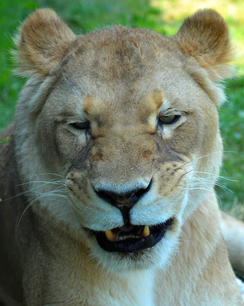Close Portrait Lion — Stock Photo, Image