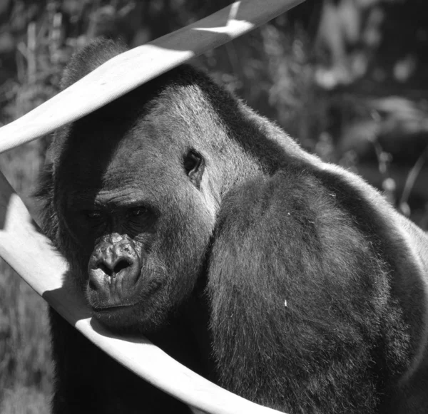 Silvergorillor Marklevande Främst Växtätande Apor Som Bebor Skogarna Centralafrika Gorillornas — Stockfoto