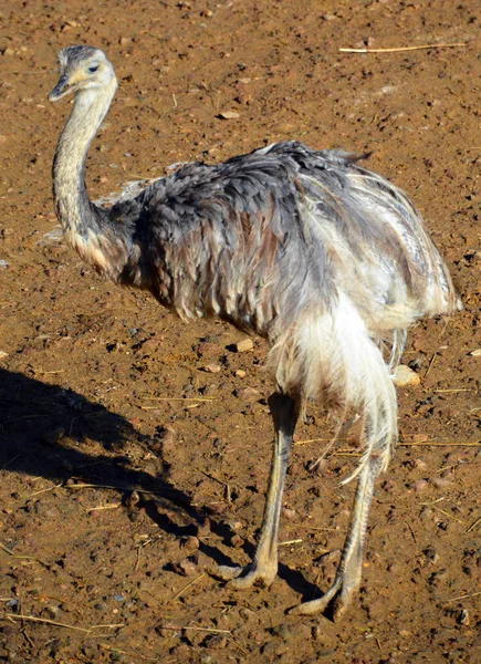 Emu Fågel Djurparken Solig Dag — Stockfoto