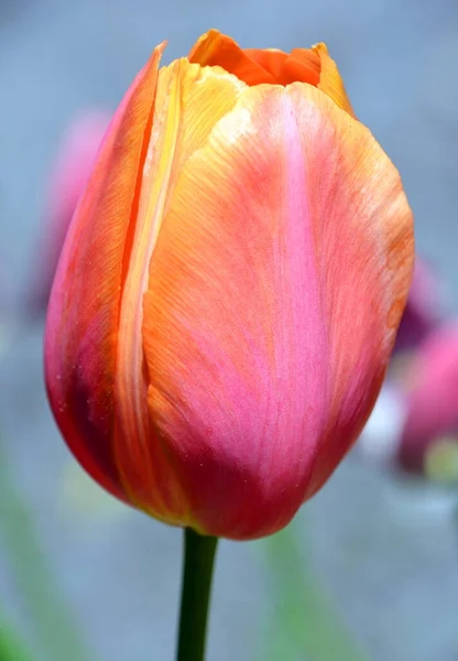 Rote Tulpenblume Garten — Stockfoto