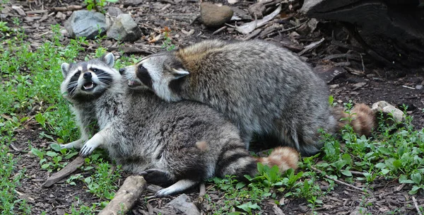 アライグマまたはラクーンまたは一般的な 北アメリカ ラクーンと口語的にクーンとして 北米原産の中規模哺乳動物です — ストック写真