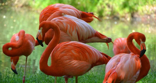 Flamingos Flamingoes 포효하는 일종으로 포에니 속하는 속이다 아메리카에는 구세계에는 — 스톡 사진