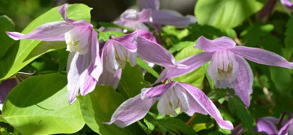 自然を背景にした庭の紫色のハイビスカスのクローズアップ — ストック写真
