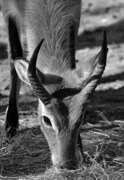 Red Lechwe Kobus Leche Leche Jardim Zoológico — Fotografia de Stock