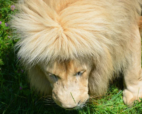 白いライオンはライオンのまれな色の変異です 2009年に野生のライオンの最初の誇りが再導入されるまで 野生のライオンは生き残ることができなかったと広く信じられていました — ストック写真