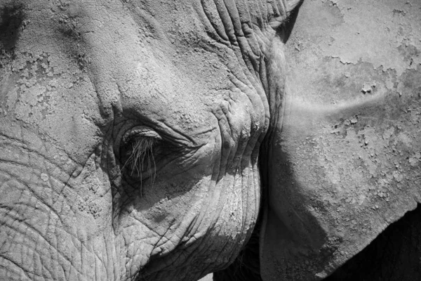 Afrikanska Elefanter Elefanter Släktet Loxodonta Slã Ktet Bestã Tvã Existerande — Stockfoto