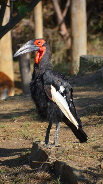 Hornbill Selatan Bucorvus Leadbeateri — Stok Foto