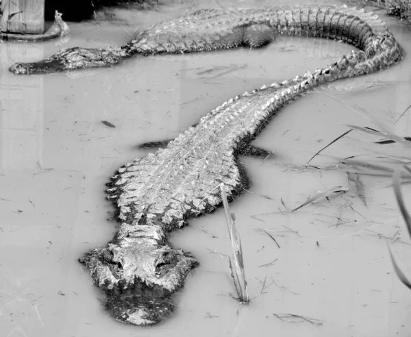 Аллигатор Крокодил Рода Alligator Семейства Allighdae Двумя Живыми Видами Являются — стоковое фото