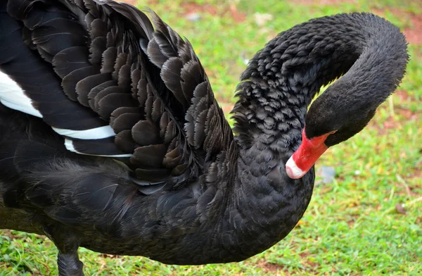 Black Swan Farm — Stock Photo, Image