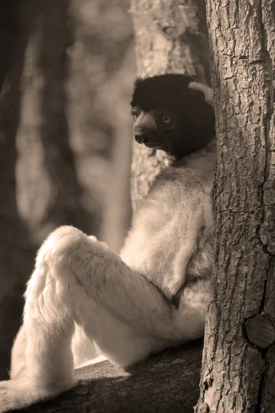 Mongoose Lemur Eulemur Mongoz Een Kleine Primaat Afkomstig Uit Madagaskar — Stockfoto