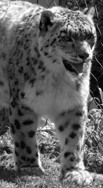 치타는 아프리카 대부분 중동의 일부에 서식하는 고양이 동물이다 치타는아 Acinonyx — 스톡 사진
