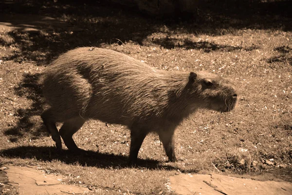 Capybara Est Grand Rongeur Monde Également Appelé Chiguire Est Membre — Photo