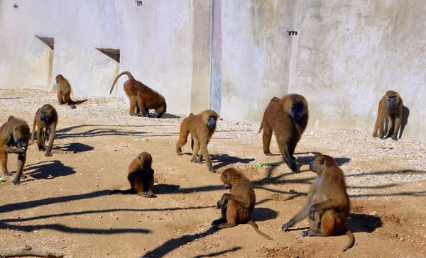 Babuínos São Macacos Velho Mundo Pertencentes Gênero Papio Parte Subfamília — Fotografia de Stock